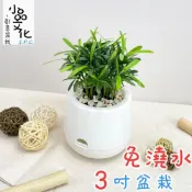 (店+)羅漢松【現貨】3吋雪胖免澆水盆栽 室內植物 辦公室盆栽 懶人盆栽 水培植物 水培盆栽 植栽
