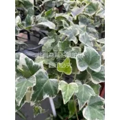 ☆萬花叢★觀葉植物【白斑常春藤】★3吋盆★