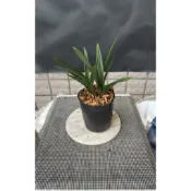 佳林蘭園  報歲蘭 【達摩黑木】國蘭 4芽