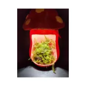 (店+)苔鑽🍀超可愛香菇造型種植箱+植物燈,微景觀生態瓶,生態瓶,雨林,悶養專家,新手生態瓶,青苔