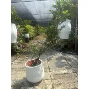 霏霏園藝金鑽羅漢松盆栽造型樹膠含盆可以室內植物含盆2888元種羅漢松賺錢很賺錢很輕鬆