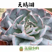 《花田多肉》🌵【天鵝湖】3吋盆 多肉植物/多肉/戶外植物/景天科/園藝/盆栽/組盆//植栽/造景