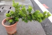 花田厝_喬木觀賞植物—金鑽羅漢松(造型)--樹姿優雅~優質景觀植栽/6吋高約25-35cm