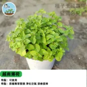 越南薄荷種子 檸檬香蜂草 香草植物 廚房香料 泡茶驅蚊 盆栽好種 室內陽台療癒 易爆盆 可食用