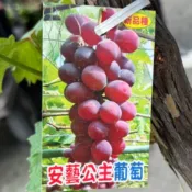 安逸公主葡萄盆栽✅已生過+宅配版大苗 南北可種 葡萄苗 葡萄 果苗 樹苗 矮化果樹 矮生盆栽 矮化盆栽 水果苗