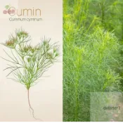 買30顆贈送20顆【孜然種子】枯茗可食用香調料種籽菜園花墰陽臺盆栽易種春季播