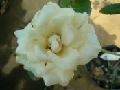 ╭＊田尾玫瑰園＊╯玫瑰花-(新雪)