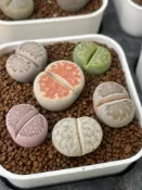 🌵✧植得栽✦【混和石頭玉】番杏科/石頭玉/屁屁玉/石頭花/Lithops/生石花屬/屁屁石頭玉/多肉植物/多肉/園藝