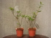 皋月杜鵑 ~美里~ 停售