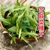 🌱芝麻菜種子🌱 火箭生菜 義大利沙拉葉 陽台盆栽 快收香濃 胡椒堅果香 割了又長 新手友善 現貨免運 附採收心法