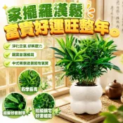 【懶人綠植羅漢松】羅漢松盆栽 羅漢松樹苗 小葉羅漢松 免澆水盆栽 四季長青 淨化客廳花卉 辦公室室內桌面植物 好養綠植