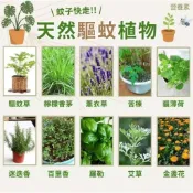 💯【品質保證】💥【十八款驅蚊草種子】夏秋季驅蚊草種子 羅勒 迷迭香 艾草 薄荷 香茅草 香料種子 庭院陽台種植 盆栽地栽