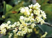 ╭＊田尾玫瑰園＊╯香花植物(四季桂花)一年四季均有花開