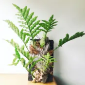 苔鑽🍀 ❗️買三送一❗️檞蕨  1株（莖上有葉子的先出）/蕨類植物/蕨類小品/療癒蕨品/觀葉植物/居家飾品/盆栽/造景