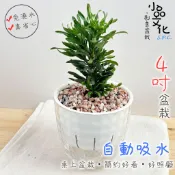 小品文化｜運轉羅漢松｜4吋鑽石免澆水盆栽｜室內植物 室內桌上盆栽 懶人盆栽 吸水盆栽 水培植物 水培盆栽 室內盆栽