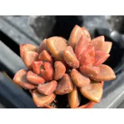 【多肉好好買】一吋盆 姬朧月 多肉植物 現貨