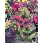 Mien米恩/米恩獨家育種/星爆糖彩葉草(3吋)/雨林/觀葉/網紅/IG/室內/植栽/