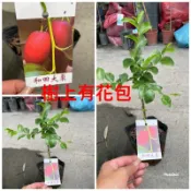 方方園藝-和田大棗嫁接苗樹上有花。4吋盆一棵特價250元原價350元
