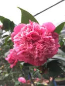 【盛宏茶花】茶花品種︱5吋盆原棵茶花︱埃及豔后