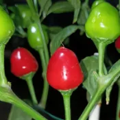 🌶️【阿吉塞雷薩 辣椒種子】（中辣）耐寒型 櫻桃形果實 發芽快速 株高約80cm 可觀賞可食用辣椒種籽