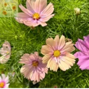 💥現貨 【波斯菊花種子】 新手陽臺庭院易種花卉 四季開花 花海打造爆花神器 高發芽率室內外盆栽 四季播易活 格桑花種子