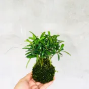 七分田  種子羅漢松小苔球