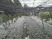 【石蓮花農場】送禮自用兩相宜