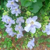 大鄧伯花無根扦插枝條/盆苗