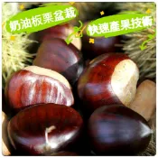 奶油板栗🟡標準苗+矮化嫁接盆栽🟡 板栗 板栗苗 樹苗 果苗 矮化果樹 矮生盆栽 矮化盆栽 水果苗 水果盆栽 水果樹苗