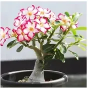 【沙漠玫瑰種子】 沙漠玫瑰種子 門前轉運 招財60個品種超多花色 四季種植 沙漠玫瑰 稀有品種養不死花卉
