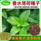 【薄荷種子】超多款薄荷種子驅蚊薄荷 可食用薄荷種子四季種植好養易活繁殖強庭院盆栽 薄荷種子大全