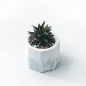 莫蘭迪藍系列 | 黑舌 五重塔 小八角形漸層水泥多肉植栽