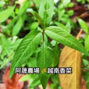 阿晟農場🌾叻沙葉/越南香菜/越南芫荽/香辣蓼/ผักแพว/鴨仔蛋 新竹物流滿490免運🎉