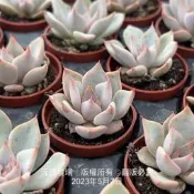 沅鈺農場   多肉植物   一吋盆/粉爪杜里萬