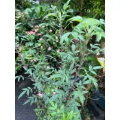 芳香萬壽菊（又稱百香果萬壽菊），香料香草植物，每株10公分以上