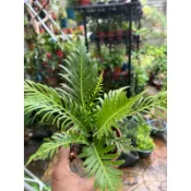 美人蕨～空氣淨化蕨類植物⋯3寸