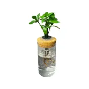 (店+)【理想小品】竹柏【現貨】水耕盆栽 玻璃圓柱瓶 無土種植 觀葉植物 室內植物 室內盆栽 玻璃花瓶 水耕花瓶 懶人花盆