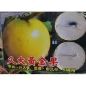 久大黃金果嫁接苗 黃金果 一年四季都會開花，能隨著需求調整產期