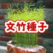 【文竹種子】 飄逸雲霧盆栽 室內綠意文人竹 優雅盆景造型 耐陰好養 四季常青 種子 DIY種植 療癒小森林 家居辦公裝飾