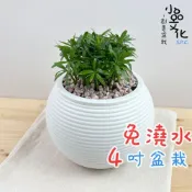 (店+)羅漢松【現貨】4吋燈籠免澆水盆栽 室內植物 室內盆栽 懶人盆栽 水培植物 水培盆栽 室內盆栽 觀葉植物