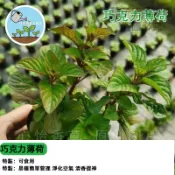 【超值百粒】台灣現貨 巧克力薄荷種子 可食用香草盆栽 驅蚊草 觀賞植物 療癒小盆栽 陽台小花園 廚房香料 易種活