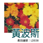 【醬米資材】種子 波斯菊 花種子 草花種子 菊花科 DIY種子栽種 成就滿滿~黃波斯