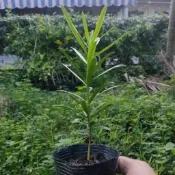 蘭嶼羅漢松（實生苗）3寸盆