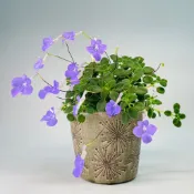 Rainxpluie 知雨若泥 復古四吋盆栽•花盆批發•居家陽台植栽•無底洞•園藝造景•台灣出貨•冰裂斑駁風格灰色煙火