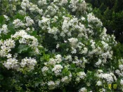 ╭＊田尾玫瑰園＊╯香花綠籬植物(七里香袋苗)高30cm20元