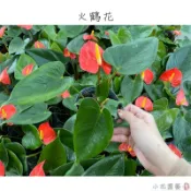 小花園藝 火鶴花 紅色 3吋盆 $60
