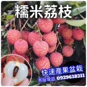 糯米荔枝✅超矮化盆栽✅結過果 荔枝樹 鵝蛋荔枝 荔枝 荔枝苗 大丁香荔枝 果苗 樹苗 矮化果樹 矮化盆栽 矮化果樹
