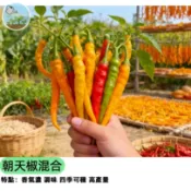 🌶️【自家採種 當年新貨】朝天椒混合種子 三種辣椒一次滿足 超辣雞心椒/子彈椒/指天椒 料理必備 陽台盆栽 家庭菜園