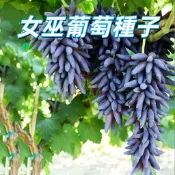 台灣現貨【女巫葡萄種子】居家盆栽種植 易發芽好栽培 園藝DIY新手適用 自種水果觀賞食用 發芽快速 新手易種植