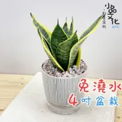 (店+)【小品文化】虎紋金邊虎尾蘭【現貨】4吋仿瓷免澆水盆栽 室內植物 室內盆栽 懶人盆栽 水培盆栽 室內盆栽 觀葉植物